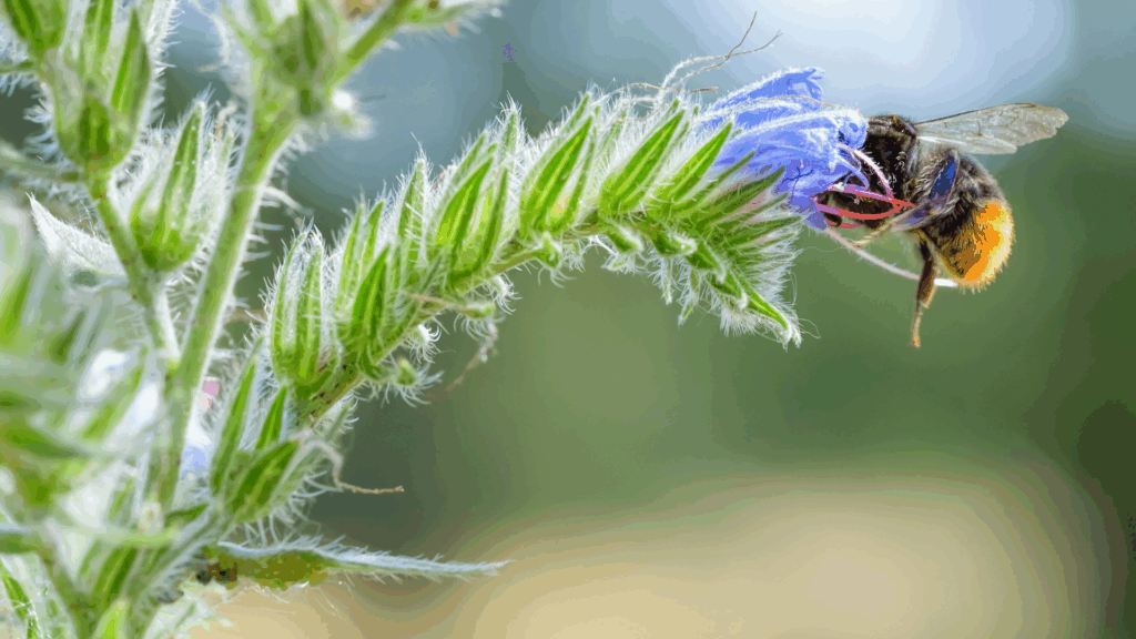 Wie aus einem Topf voll Erde ein Paradies für Wildbienen wird Wildbiene (über Alain de Maximy)